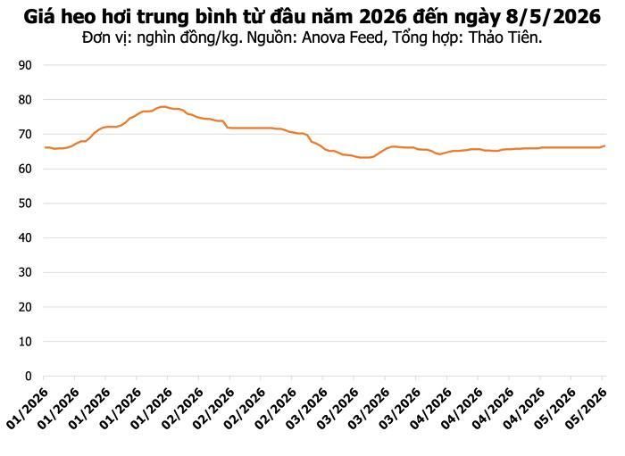 Giá heo hơi hôm nay tại miền Bắc. (Tổng hợp: Thảo Tiên).
