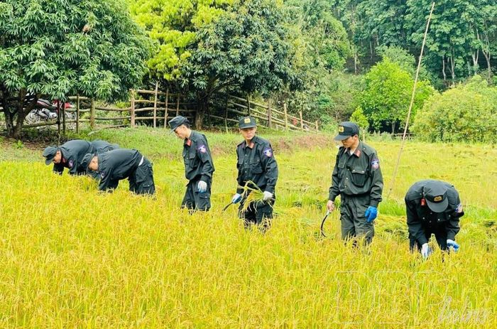 Cán bộ, chiến sĩ Công an Điện Biên giúp dân thu hoạch lúa.