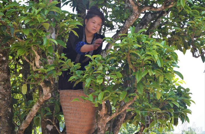Chè Shan tuyết Tủa Chùa mang dấu ấn đặc biệt của vùng núi cao với những cây chè cổ thụ hàng trăm năm tuổi, đã được bảo hộ chỉ dẫn địa lý.