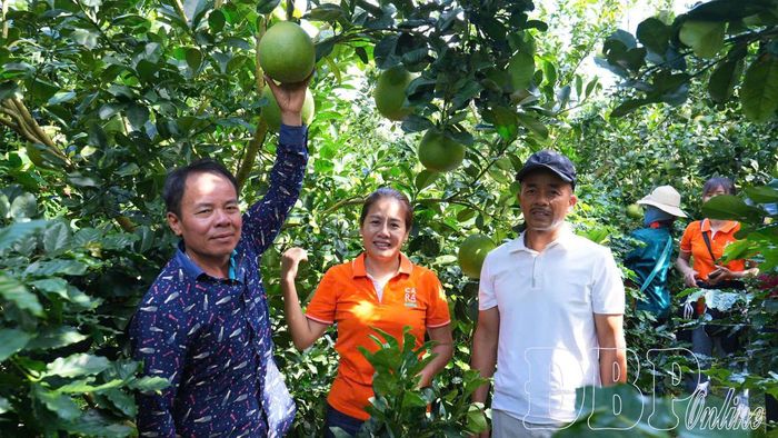 Các hộ dân trồng bưởi da xanh tại Mường Ảng đang được hỗ trợ thành lập hợp tác xã và phát triển theo hướng sản xuất hàng hóa gắn với xây dựng thương hiệu nông sản đặc trưng.