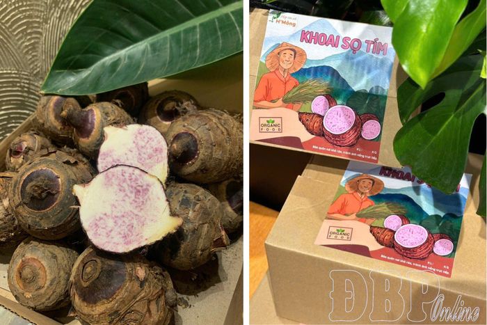 Sản phẩm khoai sọ tím Tủa Chùa được đầu tư bao bì, nhãn mác, từng bước nâng cao giá trị và khả năng cạnh tranh trên thị trường.