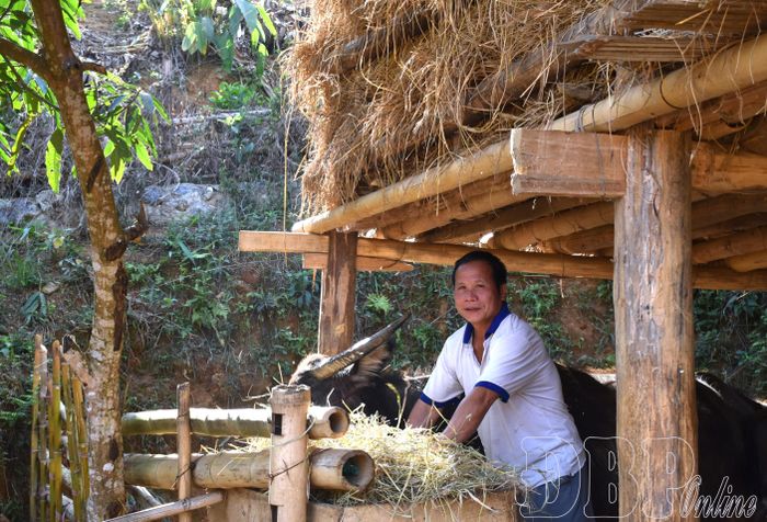 Ông Xích chuẩn bị thức ăn khô cho đàn trâu.