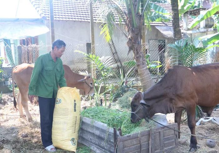Hai con bò vỗ béo được ông Võ Đình Vân chăm sóc kỹ lưỡng nên phát triển rất tốt. Ảnh: Quang Tấn