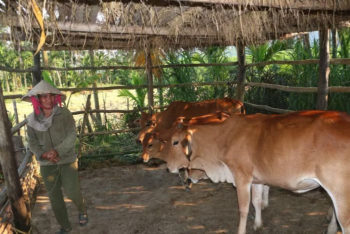 Gia đình bà Đinh Thị Nhơ đã thoát nghèo nhờ nguồn vốn vay ưu đãi. Ảnh: Quang Tấn