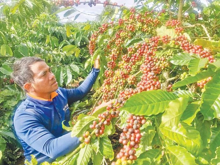  Ông Uê, Giám đốc Hợp tác xã Sản xuất - Thương mại và Dịch vụ nông nghiệp Glar (xã Đak Đoa) bên vườn cà phê được sản xuất theo tiêu chuẩn 4C. Ảnh: L.N 