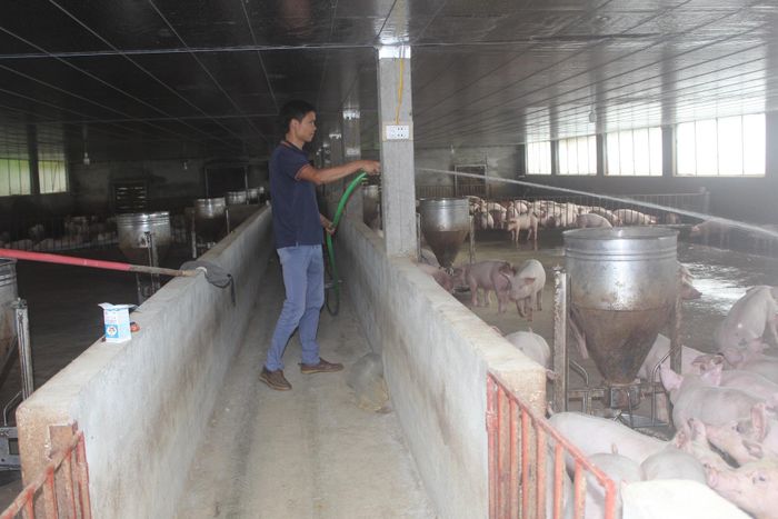 Người dân chăm sóc, vệ sinh đàn lợn tại cơ sở chăn nuôi.