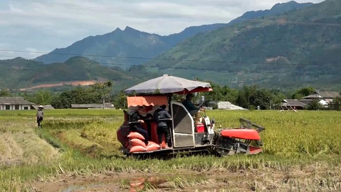 Máy gặt liên hợp hoạt động hết công suất trên cánh đồng phường Nghĩa Lộ, góp phần đẩy nhanh tiến độ thu hoạch lúa vụ xuân và giải phóng đất cho sản xuất vụ mùa.