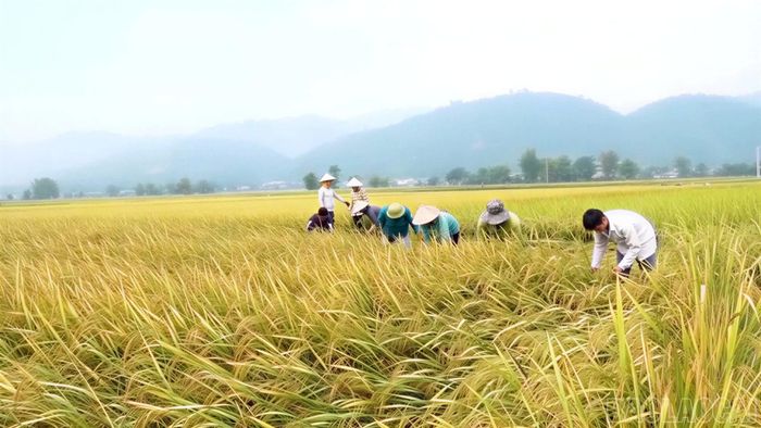 Người dân phường Nghĩa Lộ tranh thủ thời tiết thuận lợi thu hoạch lúa vụ xuân, bảo đảm tiến độ chuyển vụ và chuẩn bị sản xuất vụ mùa đúng khung thời vụ.