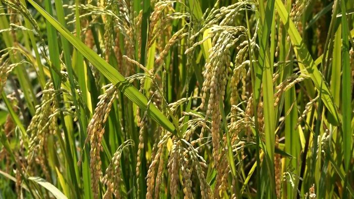 Những bông lúa chín vàng, trĩu hạt trên cánh đồng phường Nghĩa Lộ báo hiệu một vụ xuân đạt năng suất, tạo khí thế cho nông dân bước vào vụ mùa mới.