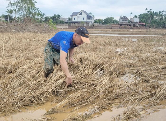 8.000 ha lúa, ngô, rau màu và cây lâm nghiệp bị ảnh hưởng.