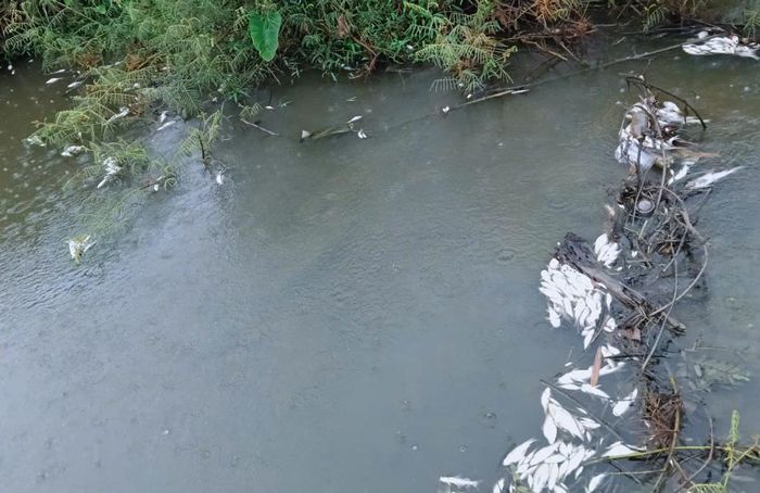 Người dân địa phương phản ánh việc cá lại chết ở suối Đạ Gùi vào những ngày qua