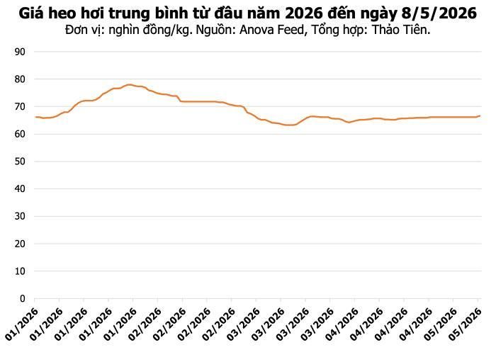 Giá heo hơi hôm nay tại miền Nam. (Tổng hợp: Thảo Tiên).