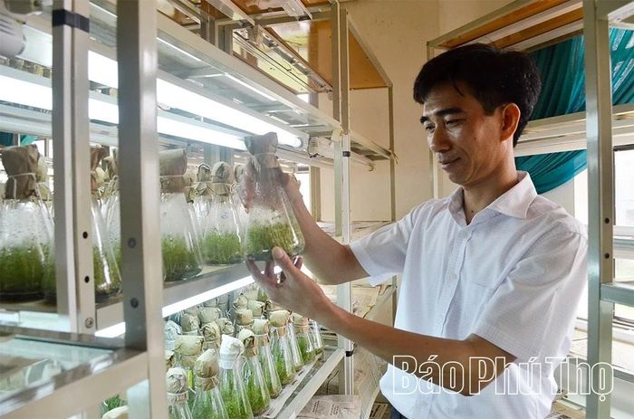 Công ty TNHH MTV Lâm nghiệp Hòa Bình tự sản xuất cây giống bằng phương pháp nuôi cấy mô.