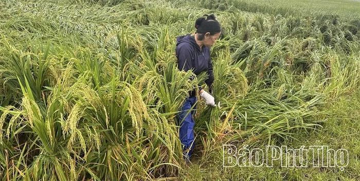 Thực hiện phương châm “xanh nhà hơn già đồng”, người dân xã Đồng Lương khẩn trương thu hoạch diện tích lúa bị đổ gãy.