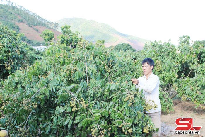 Nông dân bản Liềng, xã Mường Lèo chăm sóc cây nhãn.