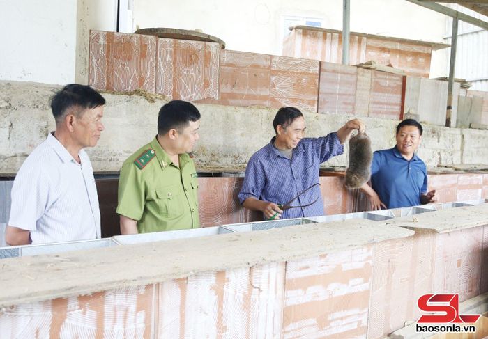 Nhân dân bản Liềng, xã Mường Lèo phát triển nuôi dúi.