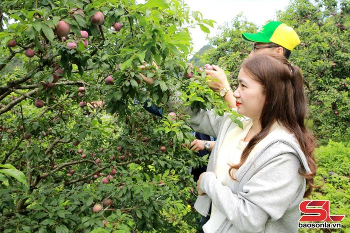 Du khách trải nghiệm hái mận hậu Mộc Châu.