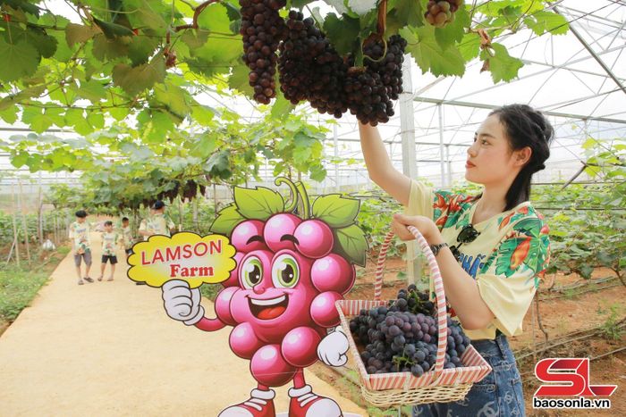 Du khách tham quan, hái nho tại LamSon Farm Mộc Châu.