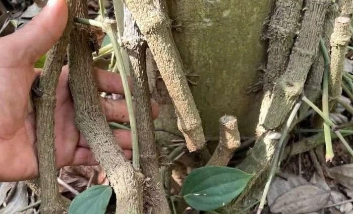 Gốc trụ tiêu bị kẻ gian chặt phá nham nhở.