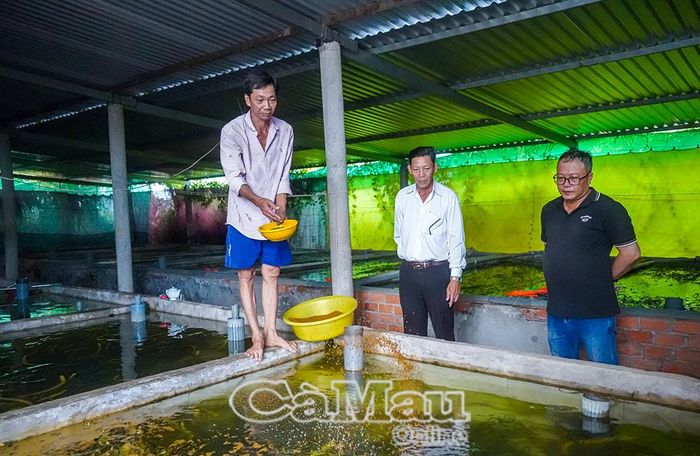 Mỗi ngày, ông Hồ Văn Quyền phải chi hơn 2 triệu đồng tiền thức ăn để duy trì hồ nuôi trong thời gian chờ tiêu thụ lươn thương phẩm.