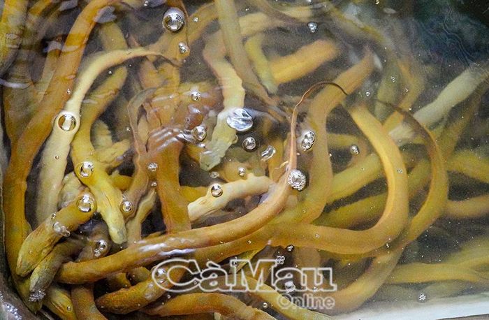  Hồ nuôi lươn hơn 10 tháng tuổi của gia đình ông Hồ Văn Quyền đang tồn đọng do khó khăn đầu ra.