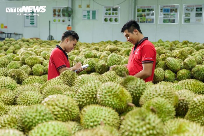 Các lô sầu riêng xuất khẩu được kiểm tra kỹ lưỡng.