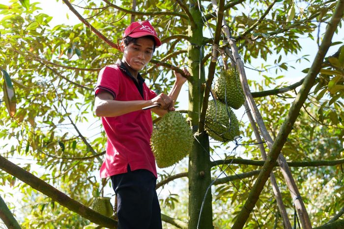 Sầu riêng tại nhiều tỉnh miền Tây đang trong chính vụ nhưng đầu ra gặp khó do ách tắc khâu kiểm nghiệm xuất khẩu.