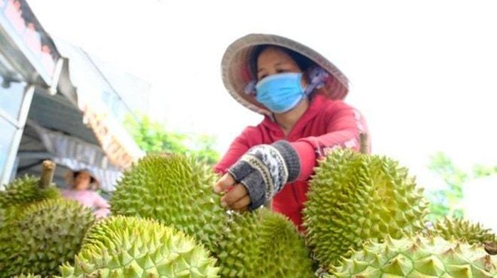 Giá sầu riêng đang giảm mạnh. Ảnh: PV