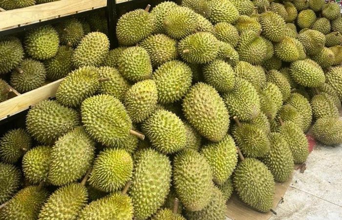 Cần phải thiết lập hệ thống giám sát chất lượng từ gốc, tăng cường khâu kiểm nghiệm tại cơ sở sản xuất sầu riêng. Ảnh: Đỗ Hương