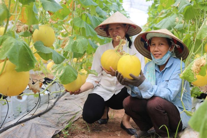 Các địa phương phải chủ động làm việc với doanh nghiệp, hợp tác xã để hỗ trợ tiêu thụ, kết nối thị trường và giải quyết kịp thời các vướng mắc trong tổ chức sản xuất, thu hoạch, sơ chế, đóng gói và lưu thông hàng hóa. Ảnh: PV