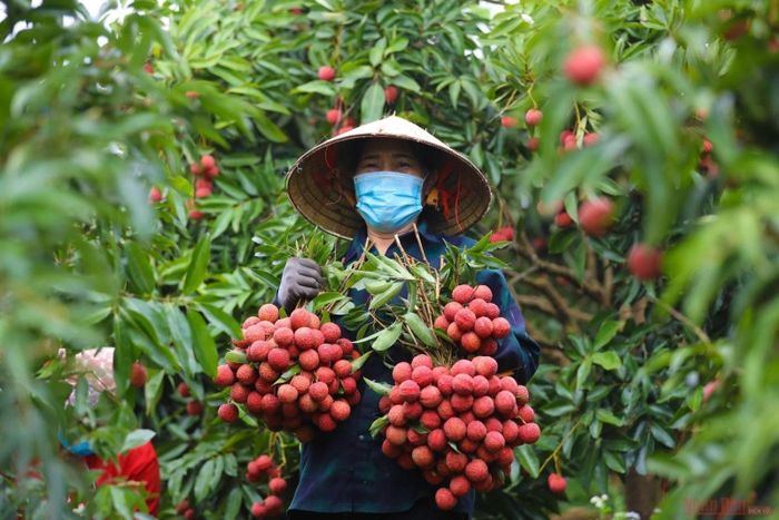 Rà soát, hoàn thiện các quy định liên quan đến quản lý vùng trồng, quy trình canh tác, kiểm dịch thực vật xuất khẩu và cơ chế kiểm soát chất lượng nông sản. Ảnh: PV