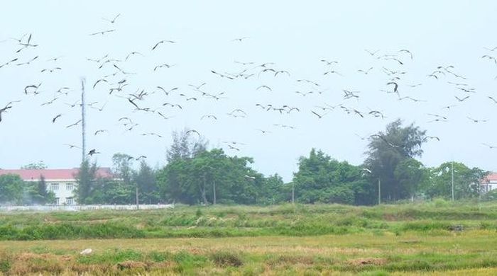 Những khoảnh ruộng vừa thu hoạch có nhiều thức ăn tự nhiên nên thu hút đàn cò tìm về kiếm mồi.