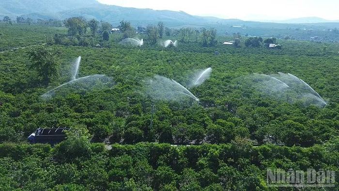 Tưới cà-phê bằng hệ thống béc phun tiết kiệm nước tại xã Đăk Hà