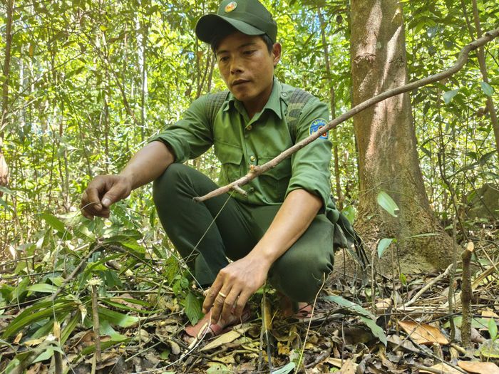  Dây sắt gồm sợi dây sắt được kết thành vòng tròn, nối vào cây. Khi thú đi vào, sợi dây sẽ siết chặt thú. Ảnh: HỮU PHÚC 