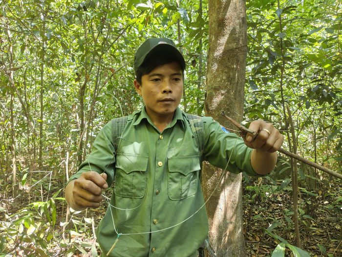  Nhân viên bảo vệ rừng trực tiếp phá bỏ bẫy thú. Ảnh: HỮU PHÚC 
