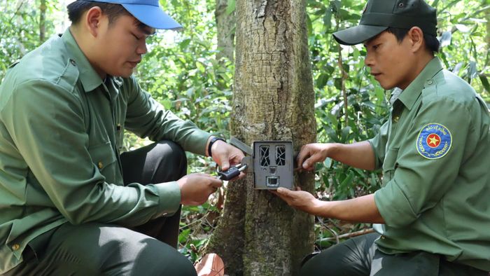  Anh Phạm Bá Nhiệt (bên trái), nhân viên bảo vệ rừng cho biết, việc lắp đặt bẫy ảnh trong rừng sẽ giúp theo dõi được thú rừng để có chính sách bảo tồn. Ảnh: HỮU PHÚC 