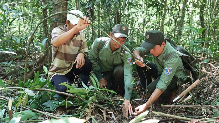  Bẫy thú bằng dây sắt được phát hiện. Ảnh: HỮU PHÚC 