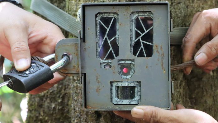  Camera tự động sẽ giúp phát hiện thú rừng, đồng thời giám sát các đối tượng có hành vi săn bẫy thú. Ảnh: HỮU PHÚC 