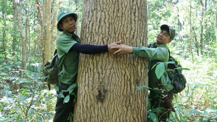  Những cây gỗ lớn. Ảnh: HỮU PHÚC 