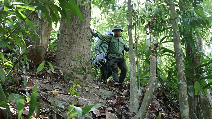  Địa điểm đặt bẫy là khu vực rừng sâu, phải băng qua nhiều đồi dốc. Ảnh: HỮU PHÚC 