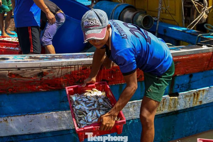 Theo anh Mạnh, thời tiết trên biển khá thuận lợi nên việc khai thác hải sản cũng dễ dàng hơn. Tuy vậy, để có được chuyến biển bội thu, ngư dân phải thức trắng đêm dò luồng cá, bám biển liên tục suốt nhiều ngày.