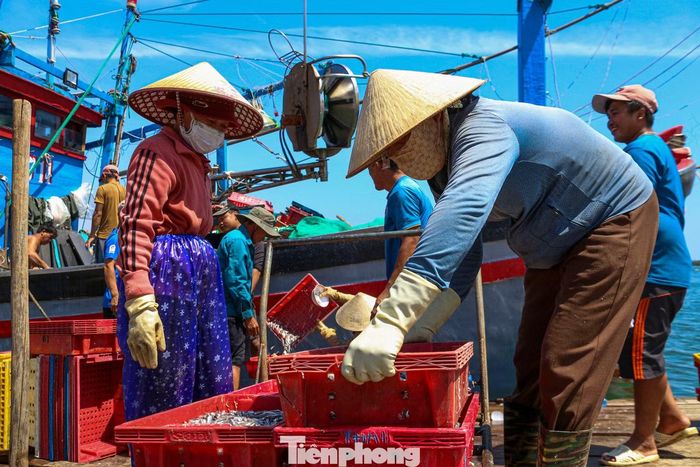 Chị Trần Thị Bông, tiểu thương thu mua hải sản tại cảng cá cho biết, khi nghe tin tàu về bến chị đã tranh thủ có mặt từ sáng sớm để thu mua cá cơm. “Năm nay cá cơm có giá dao động từ 15.000 - 18.000 đồng/kg nên ngư dân rất phấn khởi. Tuy nhiên việc đánh bắt khó khăn hơn nhiều năm trước, có chuyến tàu đi dài ngày nhưng sản lượng không cao”, chị Bông chia sẻ.