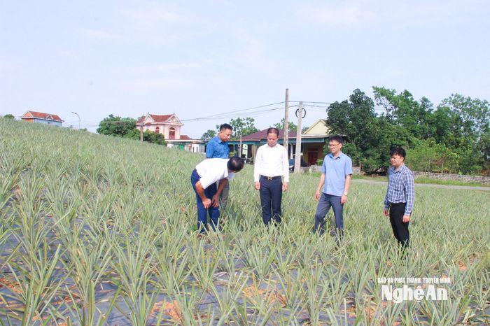 Chuyển đổi diện tích trồng keo để mở rộng diện tích trồng dứa tại xã Quỳnh Tam. Ảnh: Mai Hoa