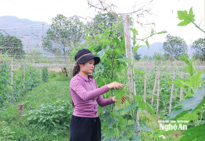Mô hình trồng bí xanh, dưa chuột hàng hóa quy mô lớn tại xã Nam Đàn. Ảnh: Mai Hoa