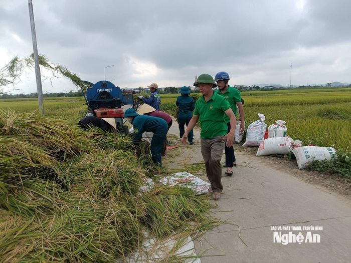 Các cấp hội nông dân tích cực vào cuộc hỗ trợ hội viên thu hoạch nông sản. Ảnh: CSCC