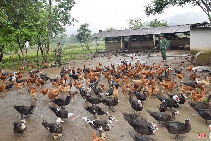 Trung tá Trần Xuân Hùng - Đội trưởng Đội Tăng gia, Đồn Biên phòng Hương Quang cho biết: “Đội luôn duy trì khoảng 70 - 100 con trâu bò, 50 - 60 con lợn, 20 - 30 con dê, 150 - 200 con gia cầm, gần 1 ha rau các loại. Mỗi năm đơn vị thu về 2,4 - 2,7 tấn thịt lợn, gần 600 kg thịt gia cầm, 4,5 tấn rau các loại. Qua đó bảo đảm 100 nhu cầu rau xanh, 70% nhu cầu thịt, cải thiện thêm bữa ăn khoảng 3.500 đồng/người/ngày”.