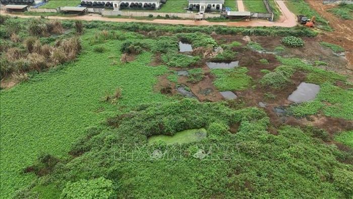 Qua kiểm tra, lực lượng chức năng phát hiện tại khu vực phía Tây Bắc trạm xử lý nước thải khu D có đường dẫn nước thải, phân lợn chưa qua xử lý chảy trực tiếp ra khu vực bãi đất rộng. Ảnh TTXVN phát