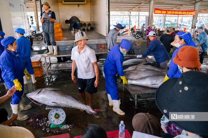 Ngay từ sáng sớm, các tàu lần lượt cập bờ. Trên cảng, đầu nậu (người chuyên làm nghề buôn hải sản) đã đưa xe đông lạnh đến để chờ sẵn, vận chuyển hải sản của ngư dân khai thác đưa đi tiêu thụ.