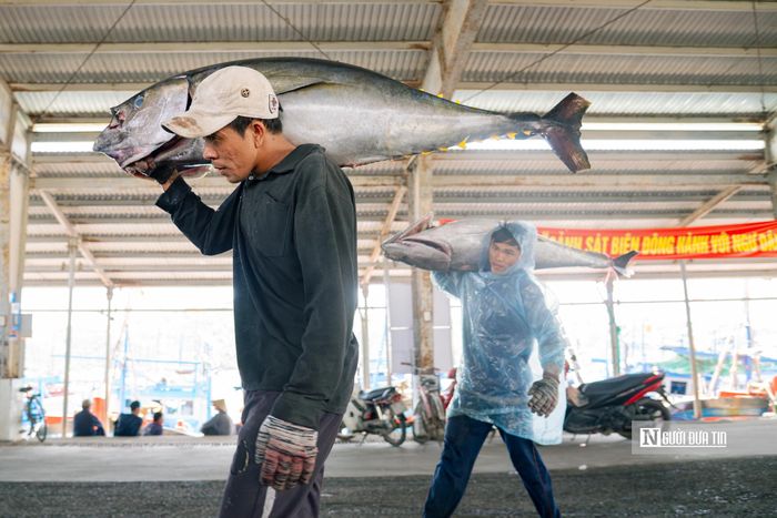 Theo kinh nghiệm nhiều năm của ngư dân Đắk Lắk (Phú Yên cũ), thường vào khoảng cuối năm trước đến tháng 2 âm lịch năm sau, cá ngừ đại dương sẽ di chuyển vào vùng biển phía Bắc nước ta, khoảng từ Đà Nẵng trở ra, sau đó lại đi dần về phía Nam. Chính vụ là khoảng tháng 3 đến tháng 5 âm lịch.