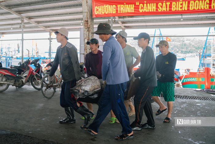 Nếu như những con cá khác chỉ cần một ngư dân có thể đưa lên bờ nhưng con cá ngừ này phải cần đến 6 ngư dân cùng khiêng về cảng.
